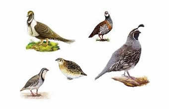 Atacadão de Pássaros Ornamentais Oliveira - Foto 1